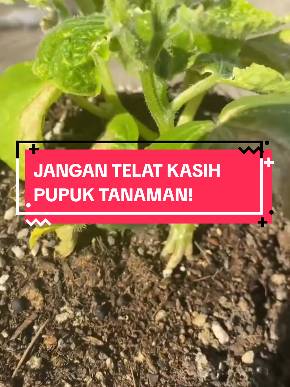 Pupuk Baru Tanam, Pupuk Masa Vegetatif, Jangan Telat Pemupukan Keterlambatan pemupukan bikin tanaman kerdil. Vertine Grow sebaiknya diberikan sejak awal vegetatif agar pertumbuhan maksimal. Tanaman yang telat pupuk butuh waktu lebih lama untuk pulih. Jadi jangan tunggu sampai daun pucat, beri Vertine Grow sejak dini. #pupuk #npk #pupuknpk #pupuknpkcair #petanimilenial 