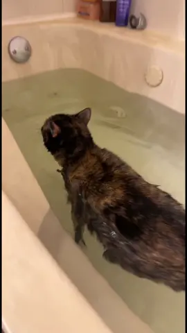 Just a swimming kitty🤿🏊‍♂️