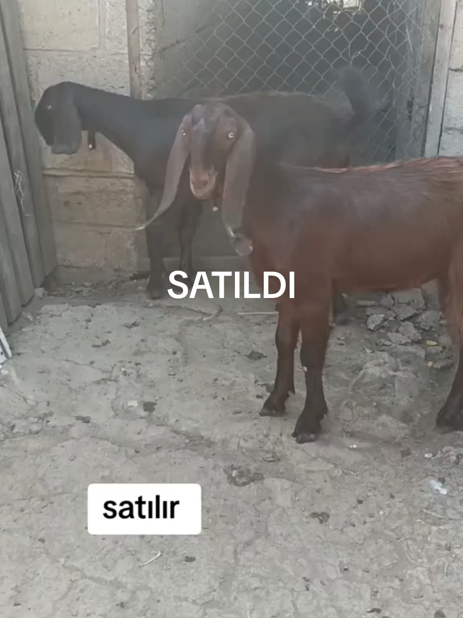 satılır 