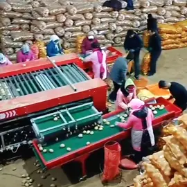 Export-oriented potato automatic sorting machine. It is simple and flexible to operate, economical and practical, reduces labor intensity, improves work efficiency, and is a good helper for agricultural planting.#Factory #daily #tiktok #fyp #potato#Sorting machine#agriculture#agricultural machinery#Agricultural planting#export trade#Factory sales