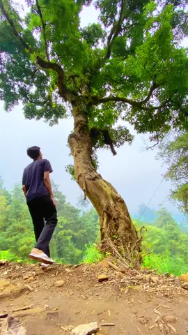 Charge diri 🍃#pertapanpringgindanilawu #pringgondani #lawu #alam #jawa 