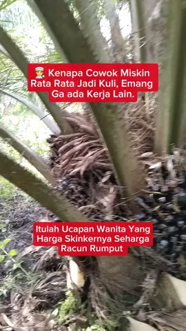 Cuma kuli Sawit  #kelapasawit #kulisawit #sawit #palmoil #fypシ 