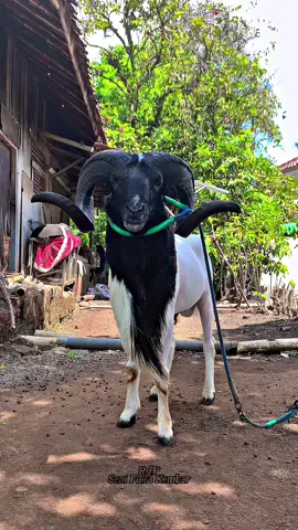 Budak ngora nu bakal ngukir carita. AWM na spk #pdpseniputrakembar #dombagarut #dogar #fypシ 