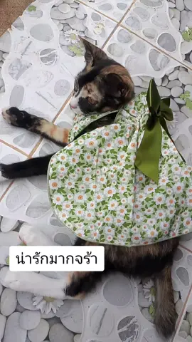 #ชุดเดรสกระโปรง #เสื้อผ้าสัตว์เลี้ยง #แมวอ้วน #ทาสแมว #แมวน่ารัก 