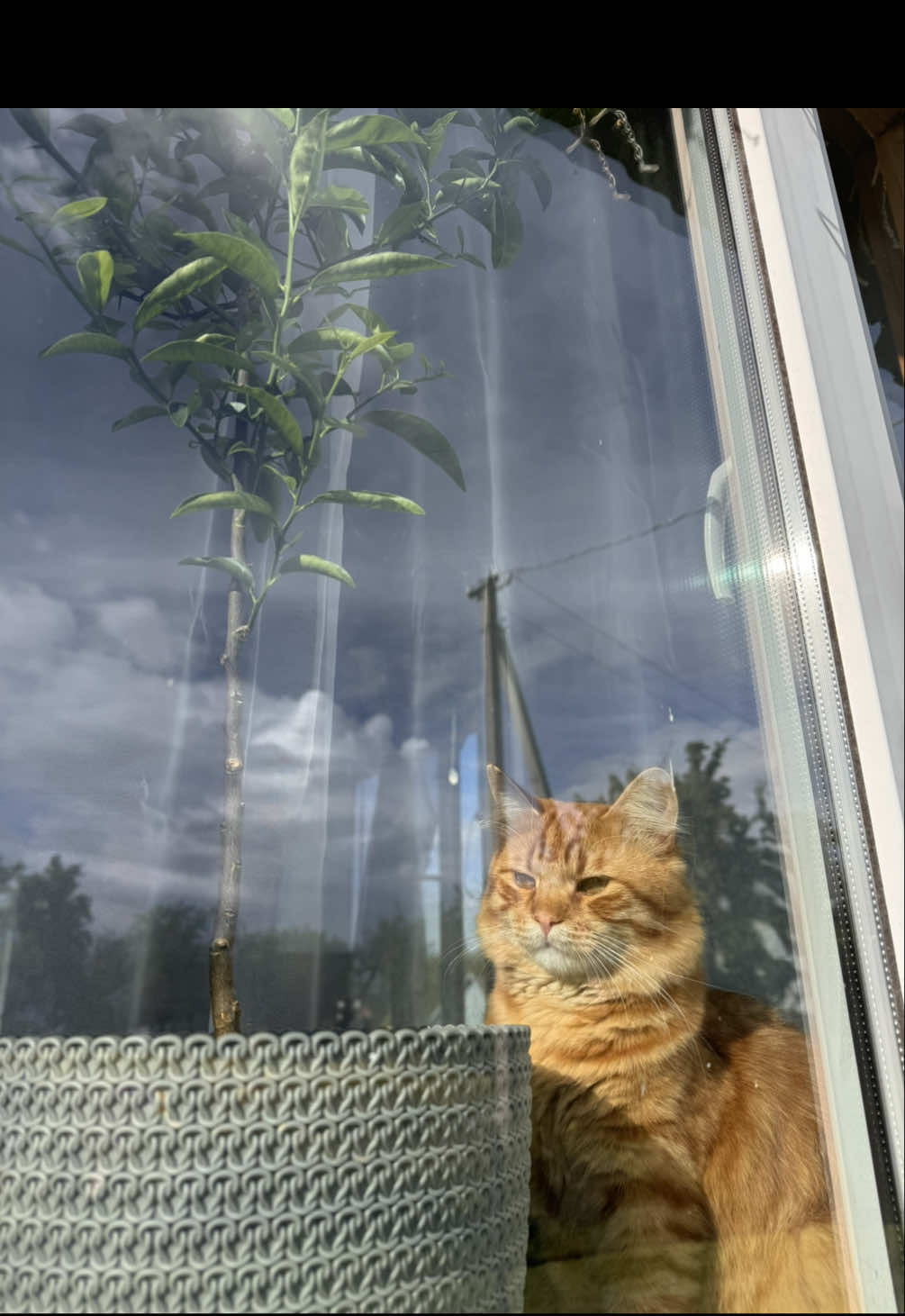 Foks.🦊#redcat #рыжийкот #кот #дявол #рекомендации 