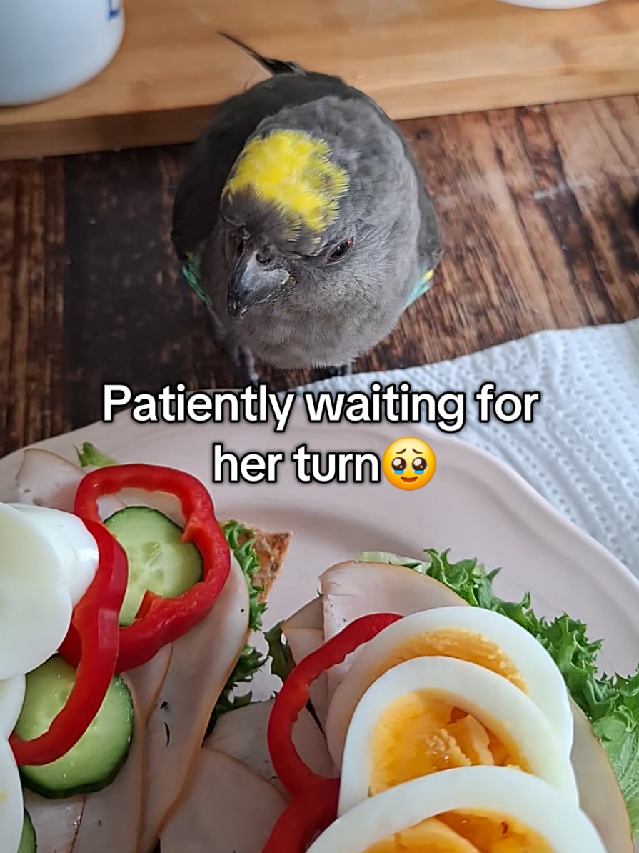 Breakfasts are not always smooth sailing🤦🏻‍♀️ #parrotsoftiktok #birdtok🦜 #funnytiktok #BirdsSupportingBirds #fyp 