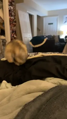 baby #fyppppppppppppppppppppppp #bunny #animals #relatable #trending 