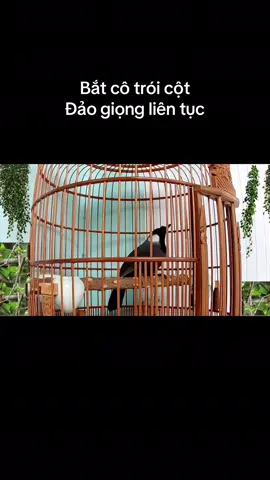 Khướu bạc má hay. Bắt cô trói cột. #batcotroicot 