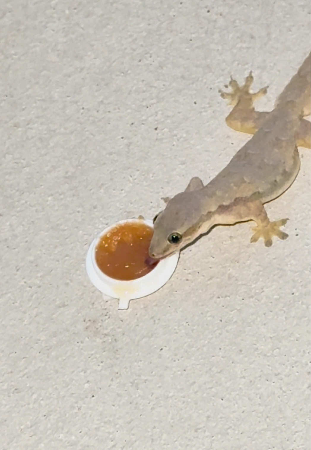 จัดการจิ้งจกแบบไม่ต้องออกแรง เจลกำจัดจิ้งจก ถ้าน้องมากินตุยใน8ชม. #เจลกําจัดจิ้งจก #กําจัดจิ้งจก  