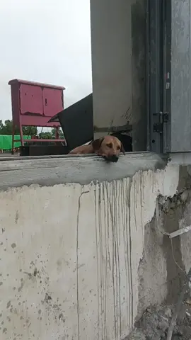 မဝုရယ် ထားခဲ့ရက်လိုက်တာ#fyp #ဟာသလေးအားပေးပါအုံး🤣🤣🤣😅 #ငါသေမှပဲfypပေါ်ရောက်မှာလား😑😑 #ငါ့viewတွေဘယ်ရောက်သွားတာလဲ 