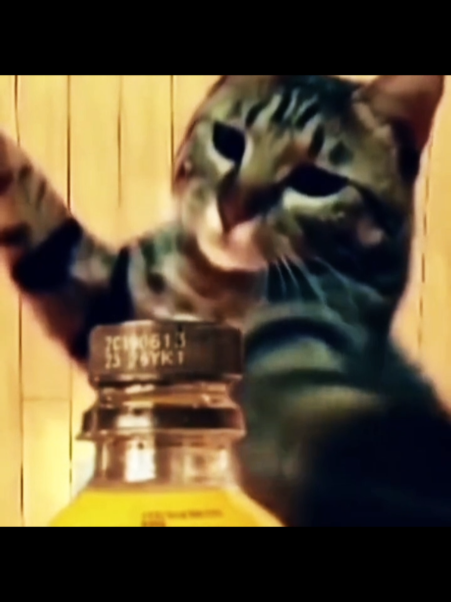 Cat Skills #cat #cats #catlover #catskills 
