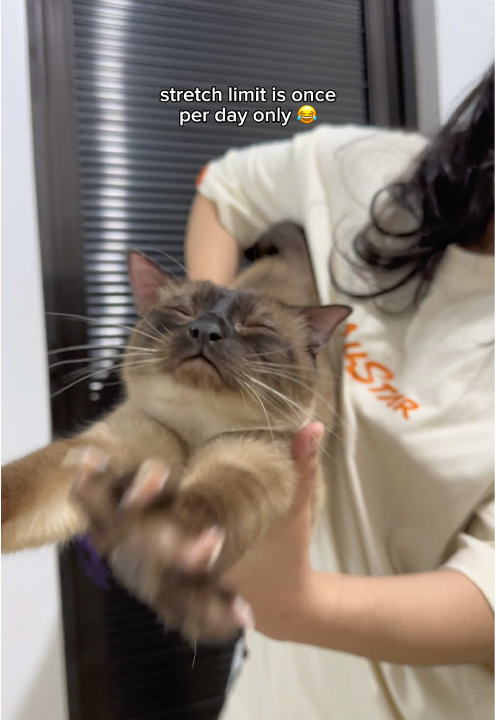 cat yoga 😂 #catoftiktok #siamese #cute 