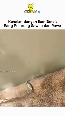 Ikan betok (Anabas testudineus) itu ikan air tawar kecil yg tahan banting banget. Dia punya organ khusus di atas insangnya yang namanya labirin, fungsinya kayak paru2 darurat buat ngambil oksigen langsung dari udara. Jadi walau keluar dari air, dia masih bisa hidup lama bahkan bisa merayap pelan pakai siripnya buat pindah ke genangan lain. Sisiknya keras, sirip punggungnya berduri tajam, bikin dia susah dimangsa. Singkatnya, betok ini salah satu ikan paling survivor di dunia. 📚 Sumber: Nelson (2006) Fishes of the World; FAO Species Fact Sheet: Anabas testudineus.