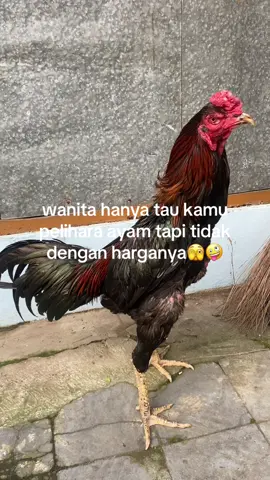 #ayambangkok #ayamimport #ayambangkoksuper #ayampakoy #ayammangon #fyppppppppppppppppppppppp #katakata #peternakmuda #peternakayambangkok #peternakayamindonesia 
