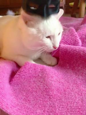 Cat Bat Mini Pet đẹp trai trang trí nửa mặt mèo mặt nạ mũ bảo hiểm với phong cách đa dạng/Ax15