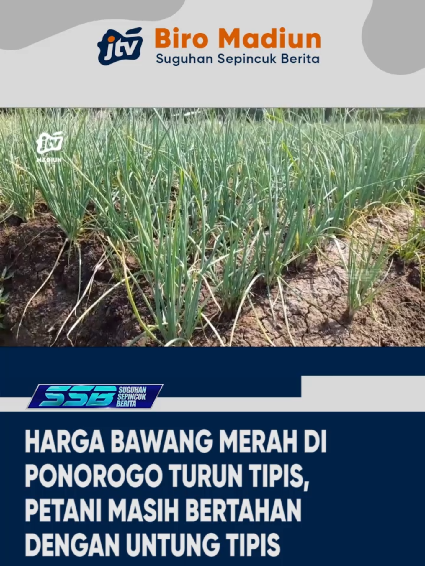 PONOROGO - Harga bawang merah di Ponorogo turun tipis di kisaran Rp25–30 ribu/kg dari harga normal Rp30–35 ribu/kg. Petani mengaku masih untung, namun margin semakin tipis karena tingginya biaya produksi, mahalnya pupuk, dan serangan hama. Mereka berharap harga kembali stabil agar kesejahteraan lebih terjamin. #Ponorogo #HargaBawangMerah #PetaniBawang #EkonomiTani