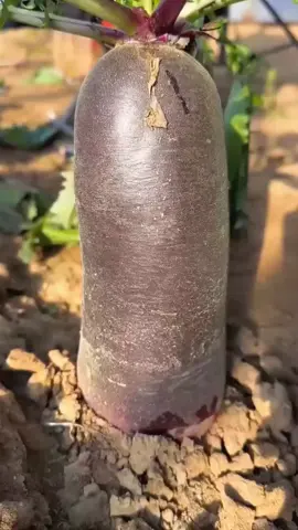 (1 minute) Amazing fruits  #fruits #asmr #fruit #viral 