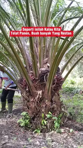 Salah satu kerugian kalau kita Telat panen  #promoseruweekend #harvestseason  #panensawit  #fypシ #sawit 