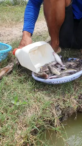 nay cá e 4 thang mau 41 nhai