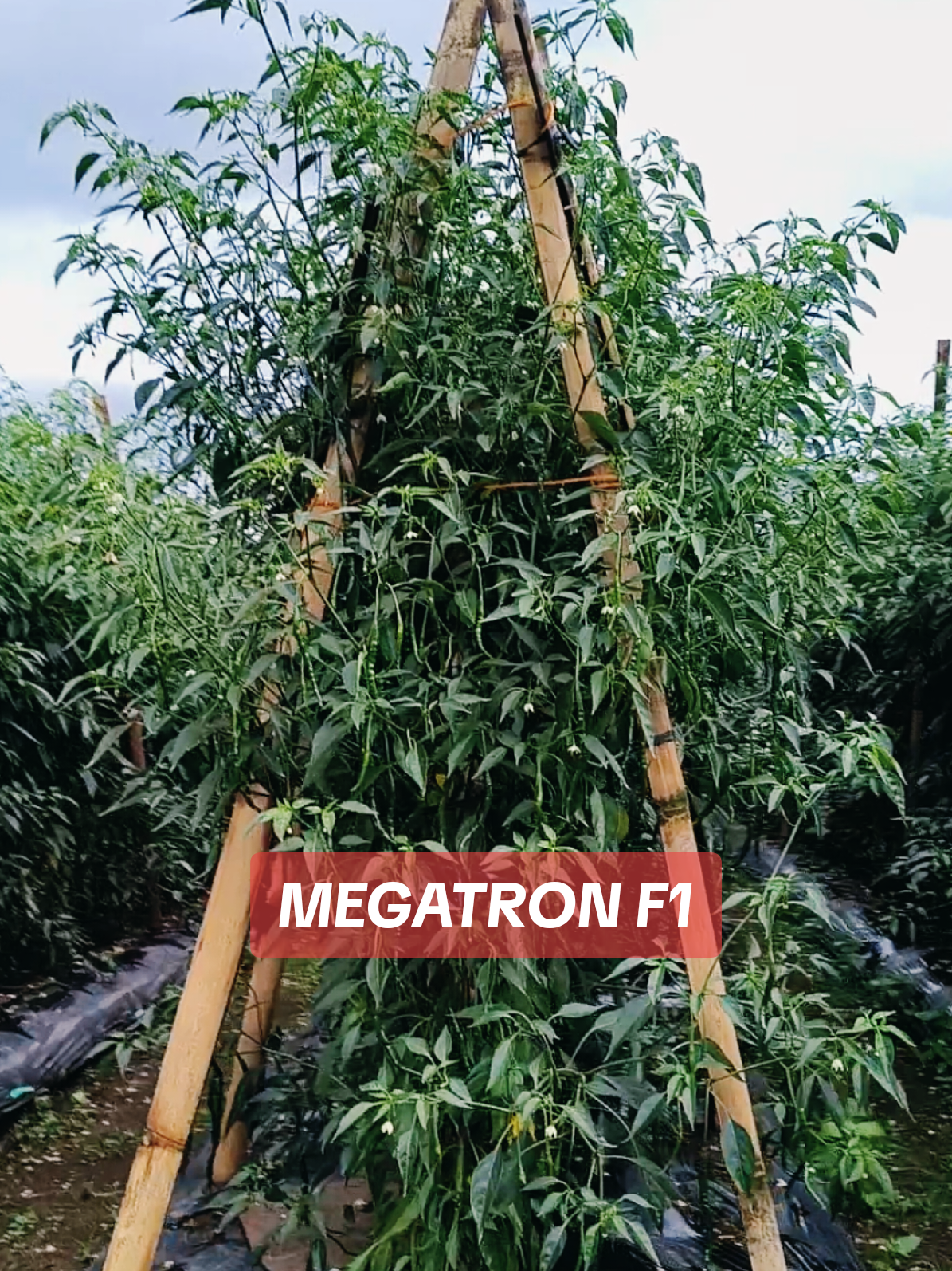 Awas Baper Bolo.... #petanicabaiindonesia🌶️🌶️🇲🇨🇲🇨 #pyfツ #fyppppppppppppppppppppppp #petaniindonesia🇮🇩🇮🇩🇮🇩🌿🌿 #fyp 