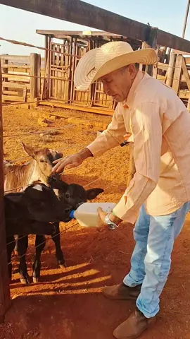 Coração partido!!#fazenda #pecuarista #vidanaroça #gado #cavalo 