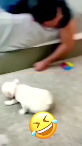 😎😎😎 #funnyvideos #voiceover #PetsOfTikTok #dogsoftiktok #catsoftiktok 