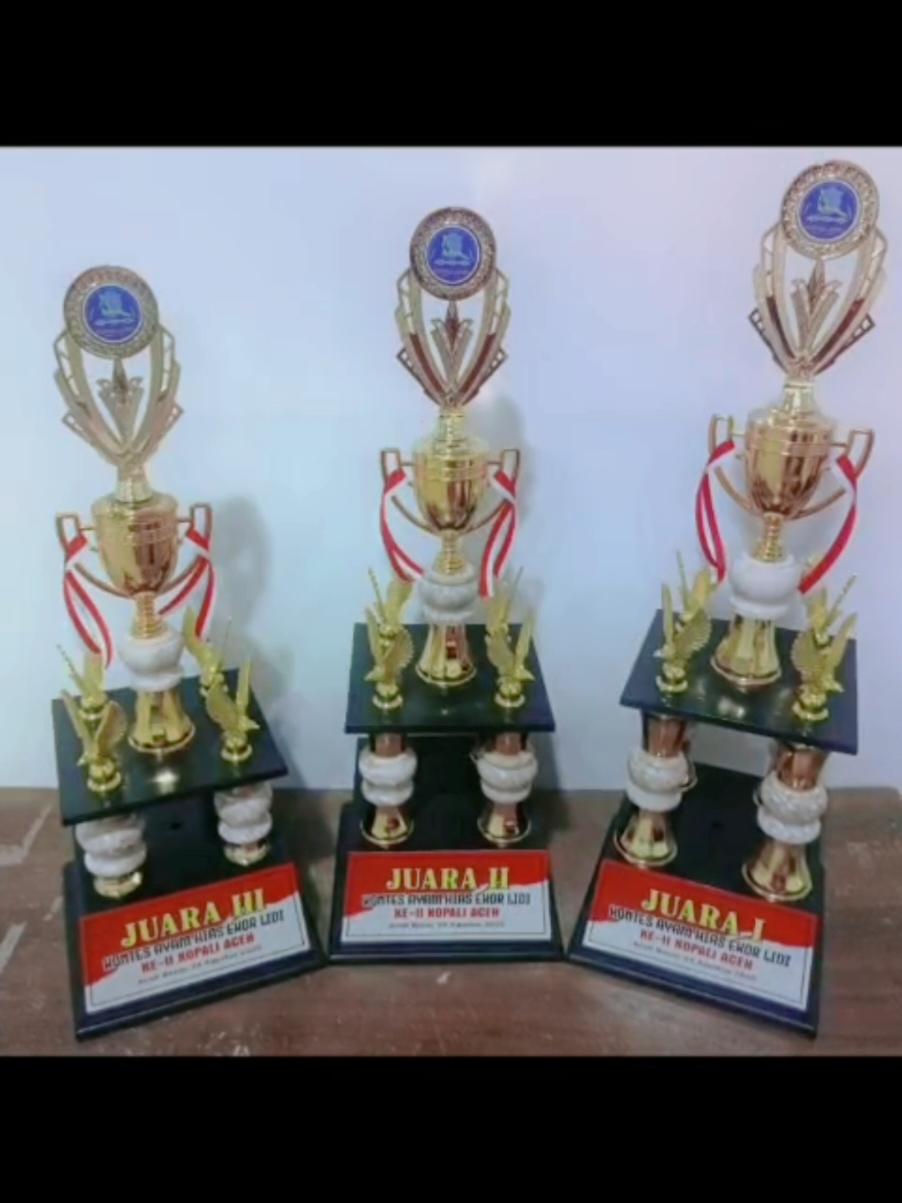 H-1 kontes semoga berjalan lancar #kopaliaceh #kopaliindonesia #ekorlidisuper #fyp #viral_video 