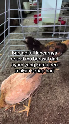 😇#promoseruweekend #fyp #perkumpulanayamelitsumateraselatan #xzycba #fypage 