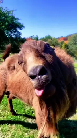 Funny goat#goat #animals #foryou #fyp #funnyvideos #goats #farmanimals #usa🇺🇸 #animalsworld 