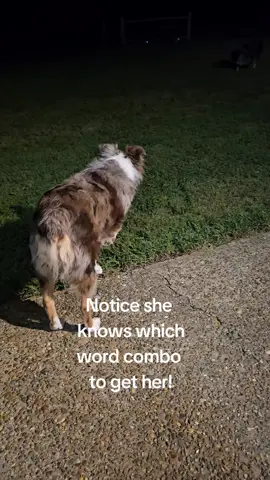 #dogsoftiktok #dogtok #dogcommunity #dallymaeemberrae 