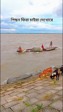 মন মাঝি তোর খবর নাই ❤️🍂 #viral #viralvideo #tiktok #videos #highlight 