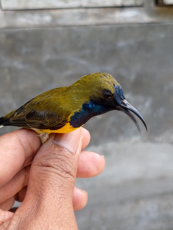 numpang lewat omkuuuh #sogon #sogonmateri #sogonmaniaindonesia 