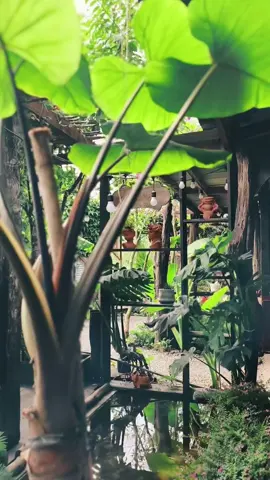 “Thu mình lại, an trú trong hơi thở, Nghe Đà Lạt thì thầm qua từng làn sương mỏng. Chỉ một phút giây yên bình, Đủ làm dịu cả một ngày dài rong ruổi…” #travel #dalat #homestay #thinhhanh #lenxuhuong_tiktok 