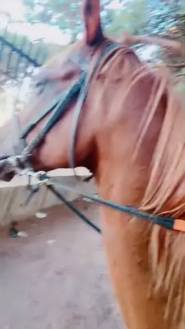 🐴🐴❤️