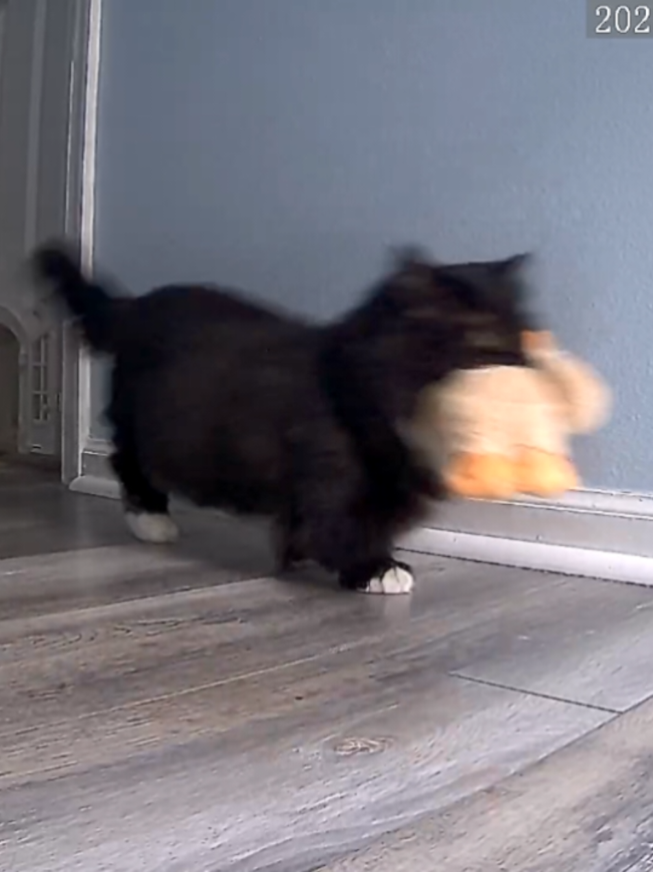 #catbringsgifts 