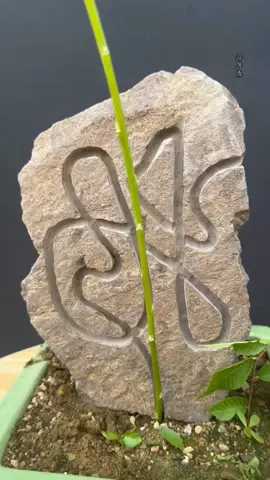 Uốn cây bonsai mini  #uoncay #uoncaycanh  #uoncaybonsai  #caycanh  #bonsai 