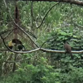 Mồi đỉnh con bổi cũng hay #hót_nhất_hiện_nay #hottrend #chimcanhvietnam #xuhuong2025 #chàomaobaydau 