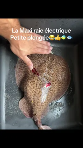 #fyp #pourtoi #poisson #plonger #peche 