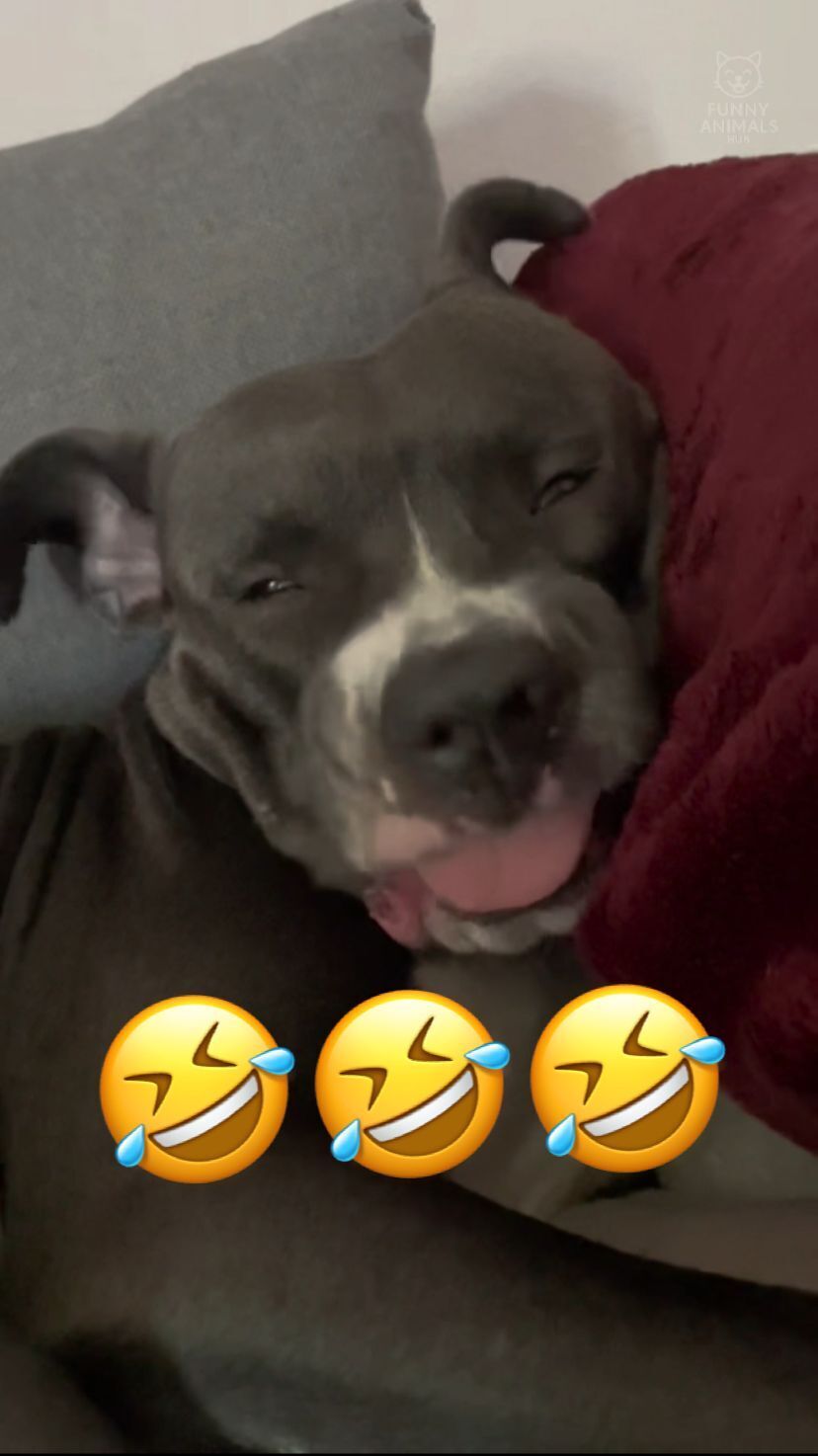 Look At The End 😂 | Part 49 #funnyanimals #Funny #meme #usa #fyp