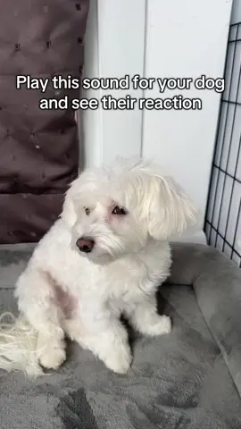 She’s too cute😂 #dogsoundchallenge #dog #maltichon #fyp #dogsoftiktok 