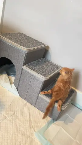 Believe in your own strength & determination! If Pumpkin can do it, you can too! 🔥😤👊 #fyp #disabledcats #kitten #foryoupage #hopecore 