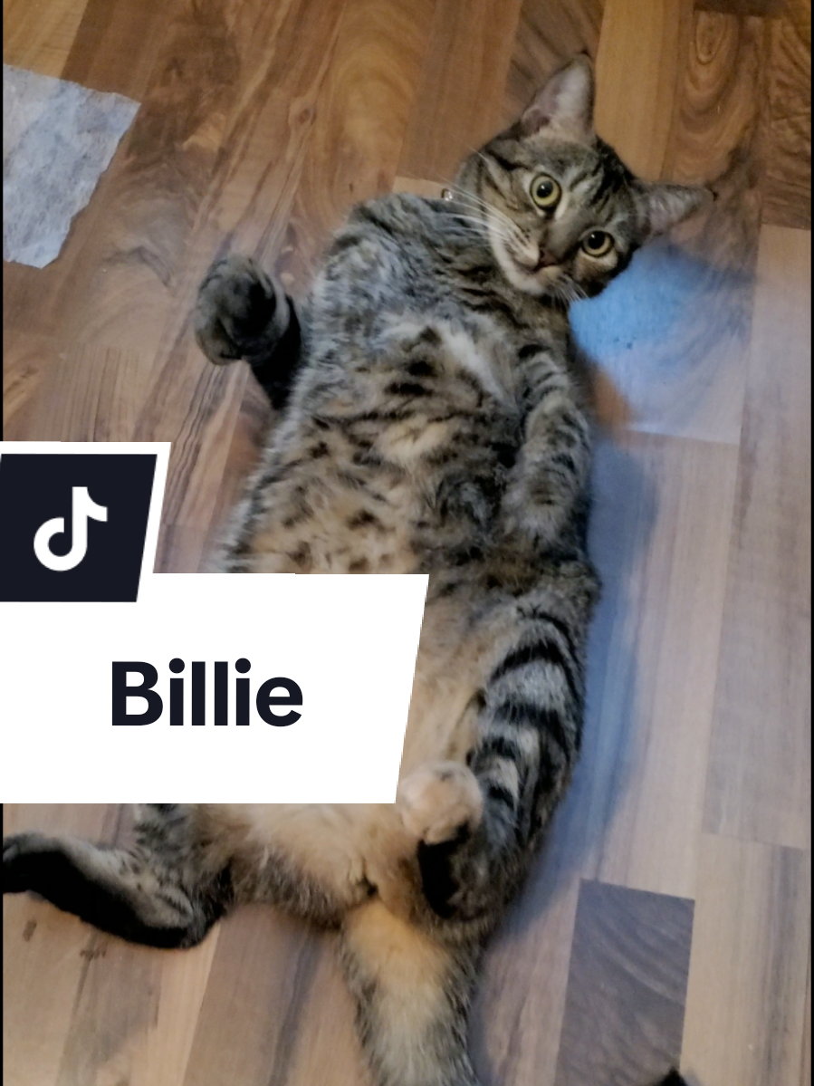 Good Morning from Billie 🐾💛 #GoodMorning #PetuniasRescuedFriends #FYP #CatTOk #catthings 