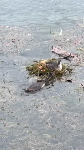 Beautiful thing I got to see #birds #Love