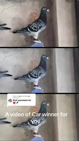 Replying to @👑Awais khan👑 