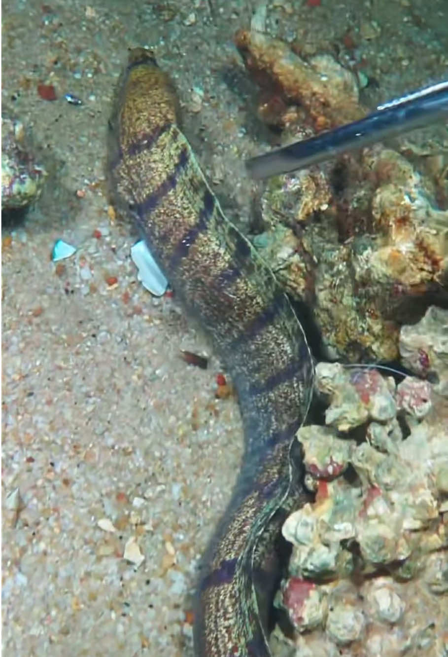 #diving #seafood #eel #fishing #catchthesea 