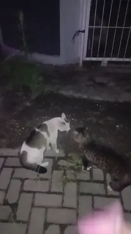 Kabarnya sampe sekarang masih tatap tatapan 😭 Yang comot vt ga izin dulu gue bilangin kucing gue😭 #kucingtiktok #kucinglucu #kucing #fyp #ngakak 