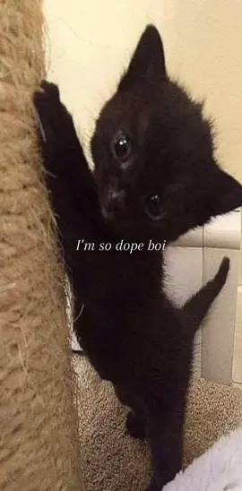 I’m so dope boi 😝 #fyp #fy #foryou #viral #cats 