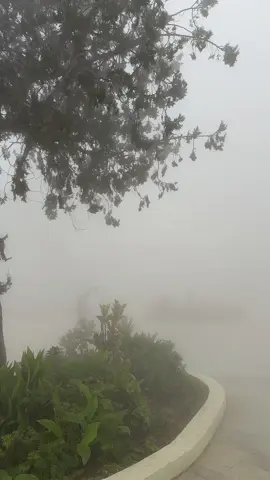 ضباب الباحة ♥️♥️#ضباب #الباحة #اجواء_خيالية 