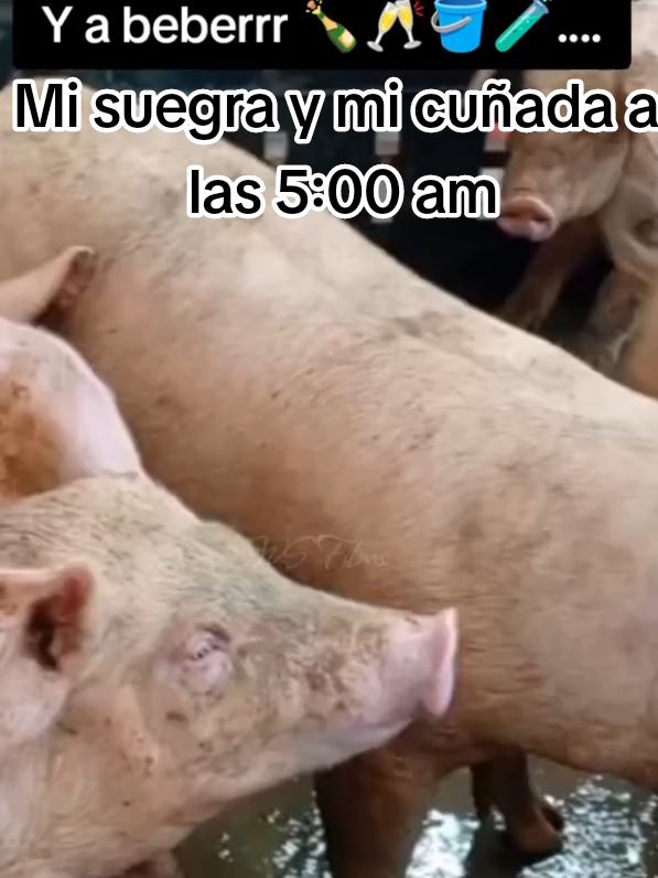 y remachada la puerta negraaaaaaaaaa..... #cerditos #lapuertanegraaaa #lostigresdelnorte 