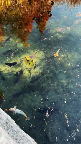 Nature is so healing. I could watch fish swim for hours 😌😌 so calming and peaceful.  #koi #korea #nature #lakepark